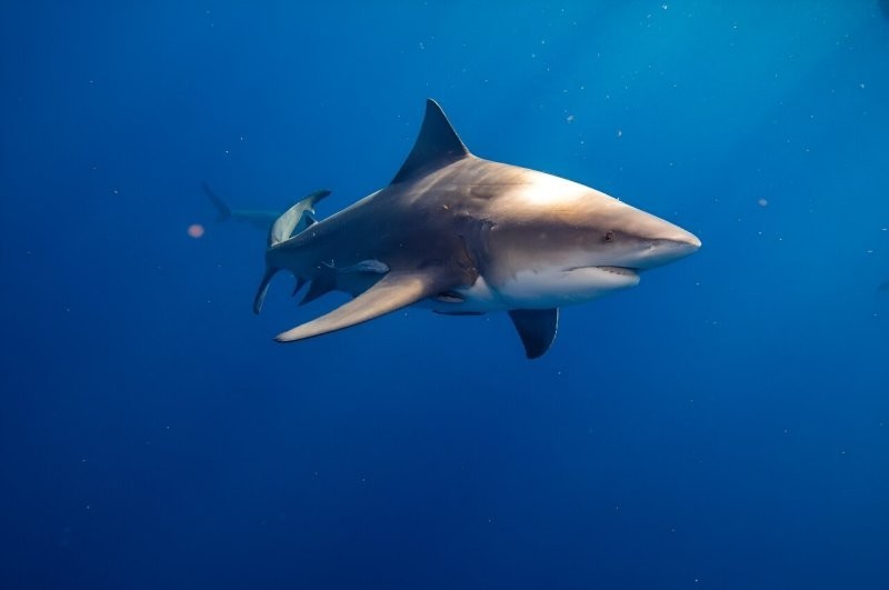 "Примите меры": люди истребляют по 80 миллионов акул в год