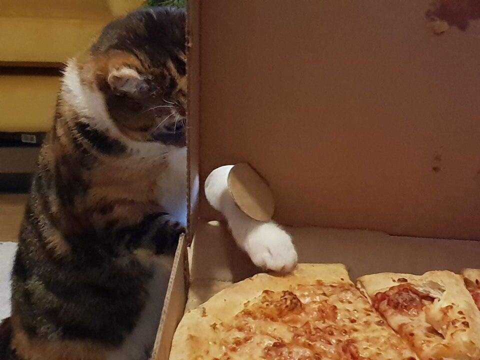 Украл пиццу. Кот ворует еду. Кот ворует пиццу. Котик с едой. Кот ворует еду со стола.
