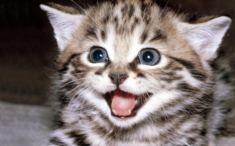 12 звуков, которые издает ваш кот
