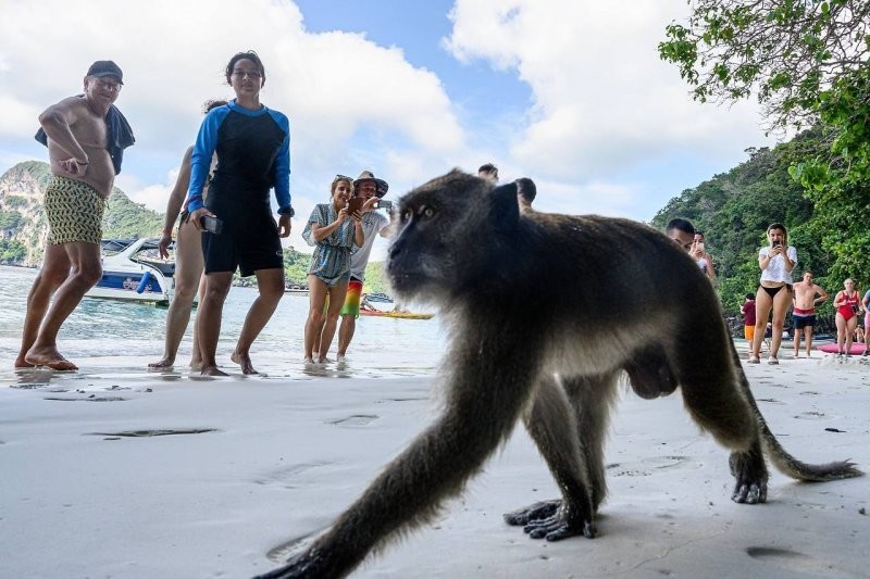 В Таиланде обезьяны атаковали туристов на пляже
