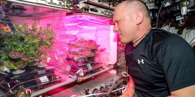 Возможно ли выращивание овощей на МКС и почему американский астронавт получил нагоняй за помидор