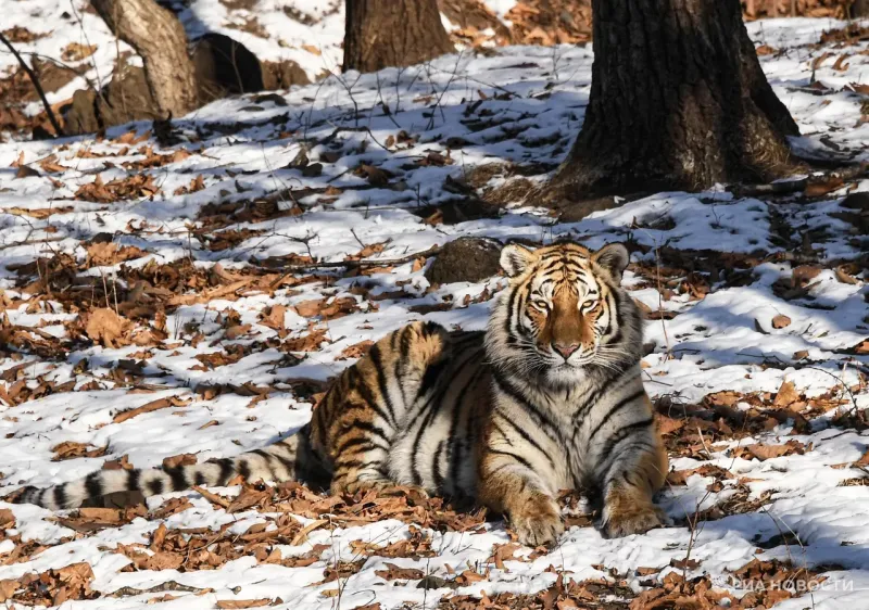Хищные и красивые: как звери Приморского сафари-парка переживают зиму