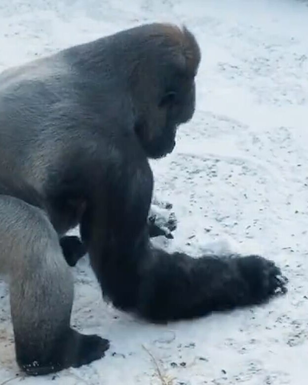 В зоопарке засняли, как горилла лепит снежки