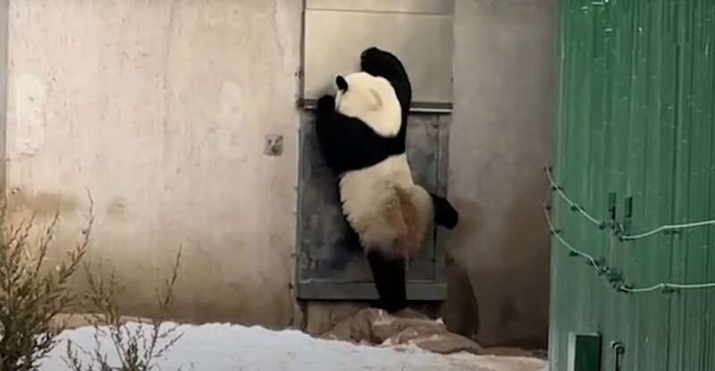 Настойчивую панду приняли за переодетого смотрителя зоопарка