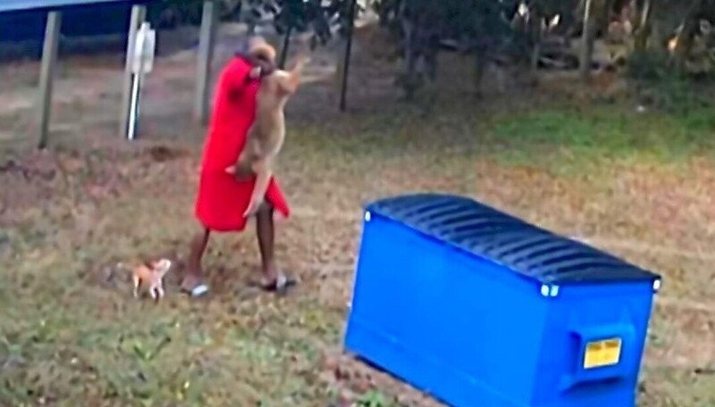 Американец спас своего пса от койота
