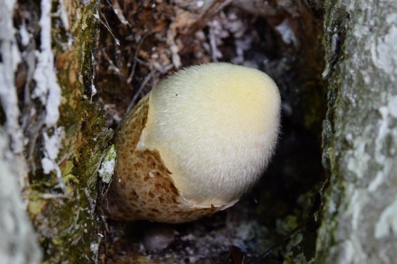 Пуховое яйцо, которое проживает свою жизнь на деревьях