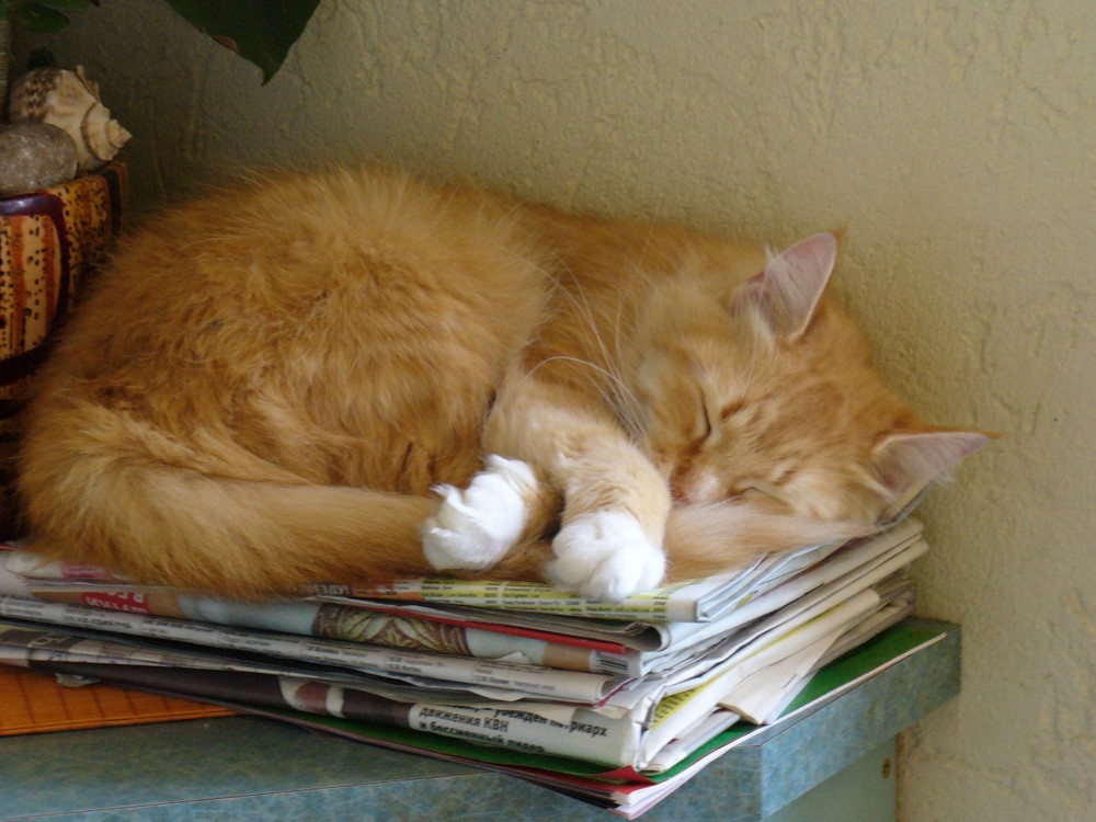 Кот дремот в реальной жизни. Спящий рыжий кот. Рыжий кот лежит.