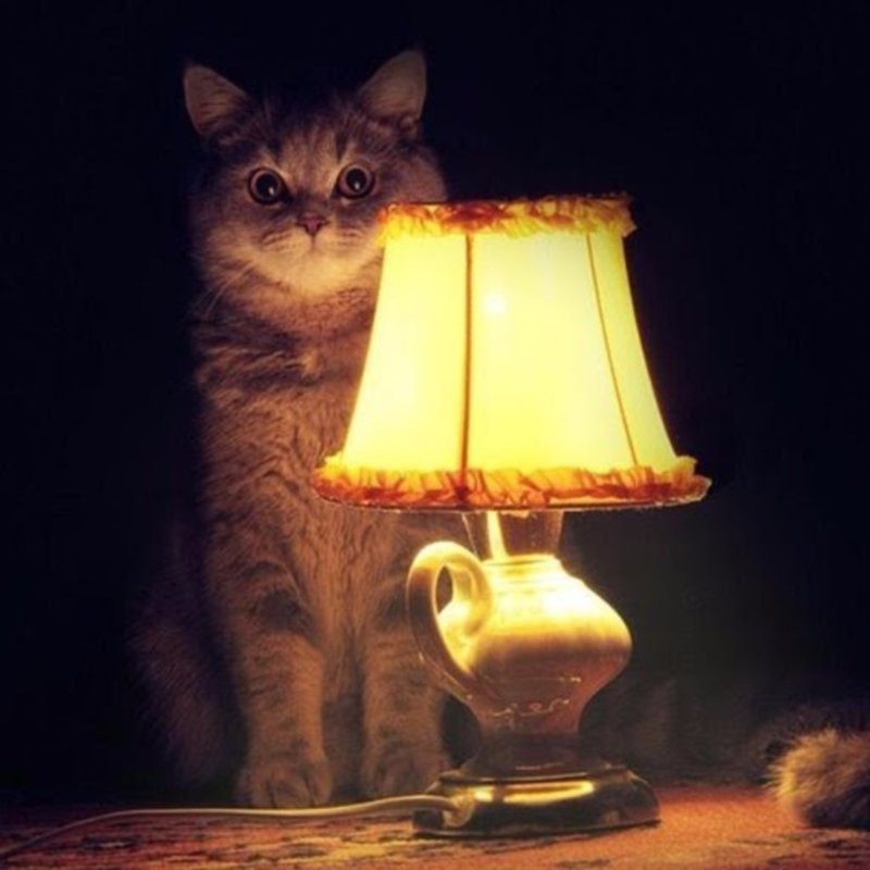 1.	Вечер, лампа, кот