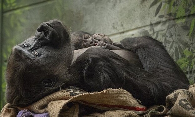 В Лондоне родилась одна из редчайших обезьян в мире