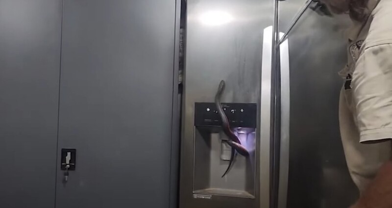 Змея застряла в холодильнике австралийцев