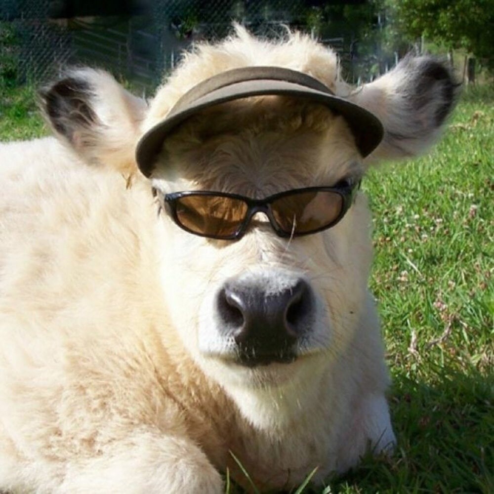 Корова в очках. Смешные коровы. Животное в очках. Крутая корова. Приколы угар