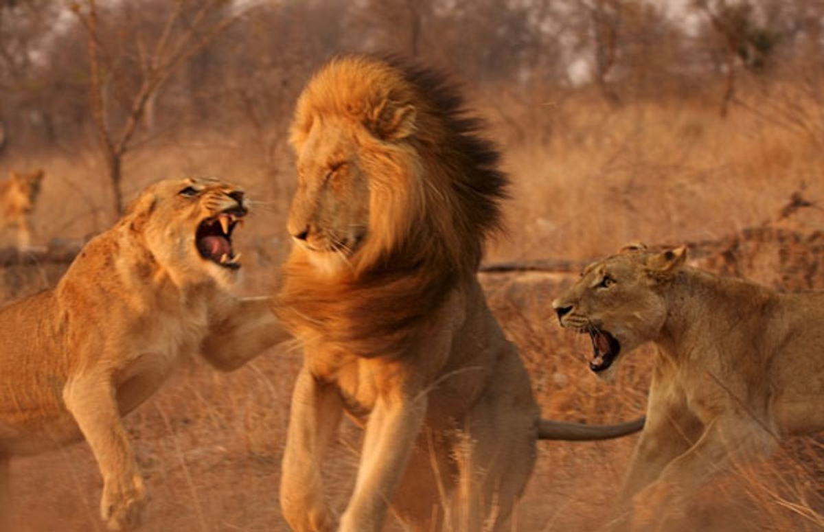 Лев и львица. Львица рычит на Льва. Львица рычит. Лев Король зверей. Можно считать что львы
