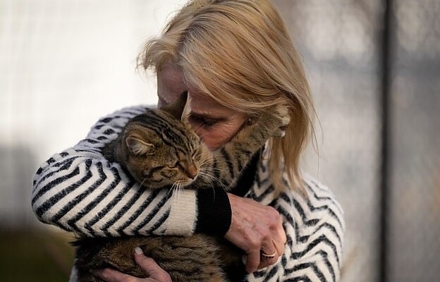 Пара открыла приют для кошек за 35 млн рублей