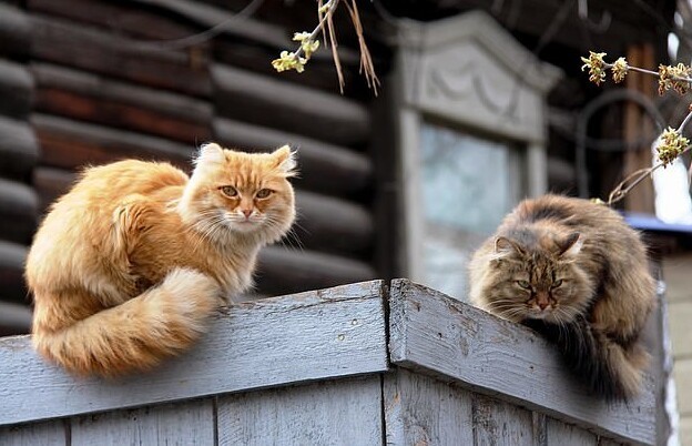 Пара открыла приют для кошек за 35 млн рублей