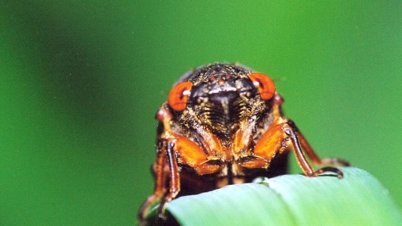 Впервые за два века: в США ожидается "нашествие" цикад