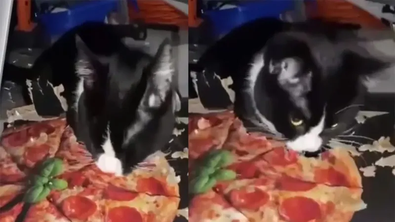 Жующий коробку из-под пиццы кот прославился в сети