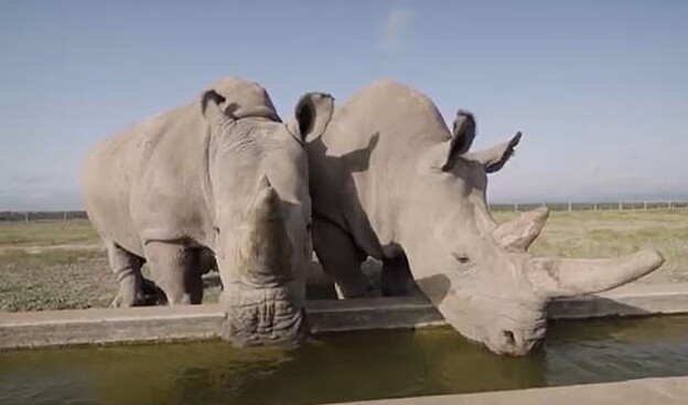 Носороги из пробирки: учёные придумали, как спасти вымерший вид