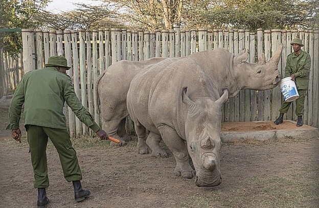 Носороги из пробирки: учёные придумали, как спасти вымерший вид