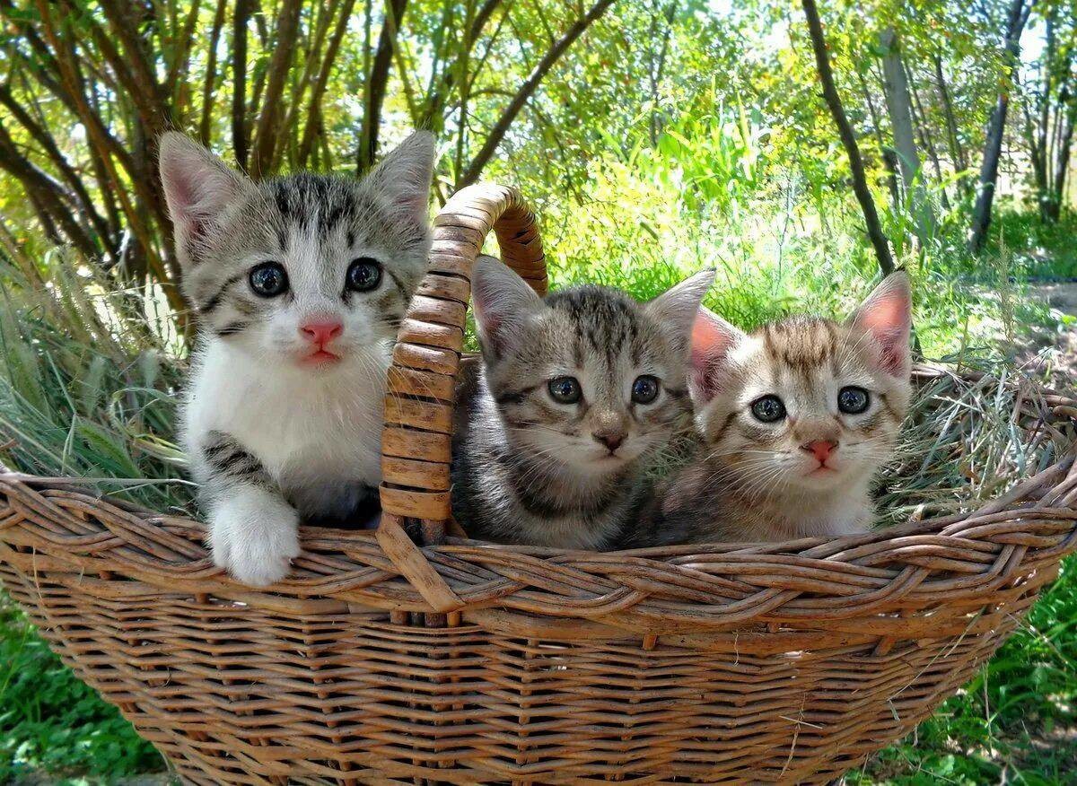 Играть 5 котят. Кошка в лукошке. Котята в корзинке. Корзинка для кошки. Три кошки.