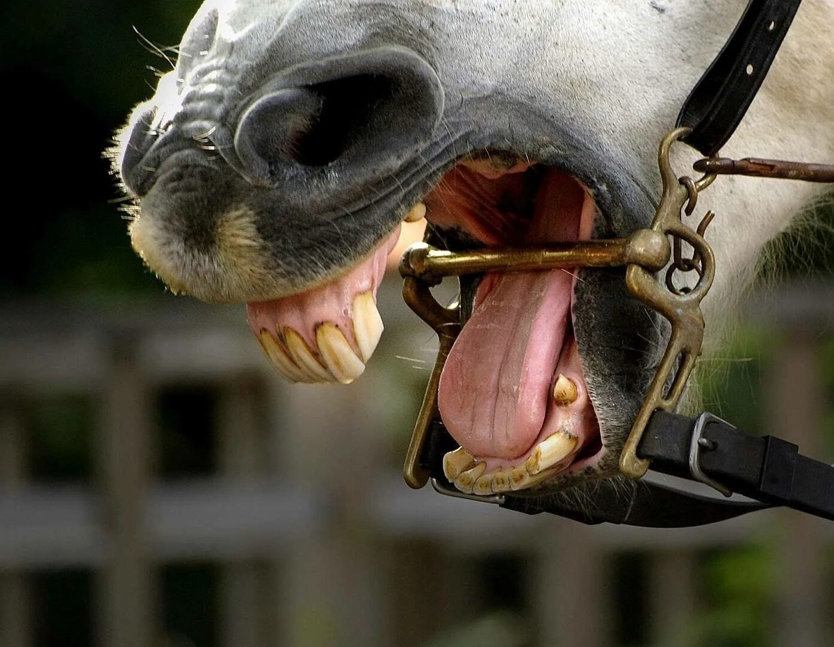 Лошадка язык. Удила для лошади.