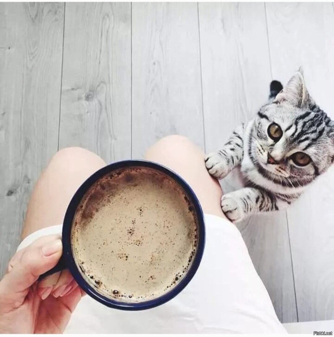 Доброе утро картинки прикольные новые 2024. Кот и кофе. Доброе утро кот. Кошка и кофе. Доброе утро с котом и кофе.