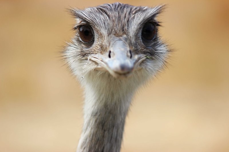 3. Глаза страуса больше, чем его мозг