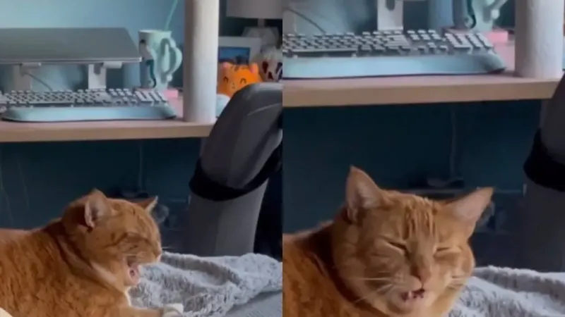 «Прекрати!»: реакция котика на чихание хозяйки