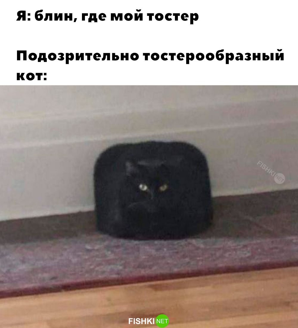 Подозрительный кот 