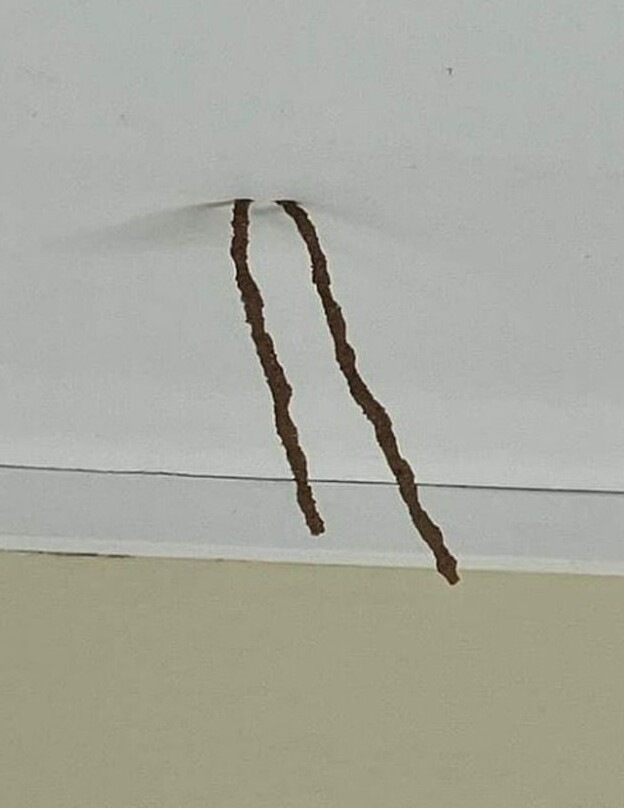 Женщина заметила странные коричневые палочки на потолке