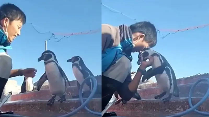 «Человек, погладь меня»: выпрашивающий почесушки пингвин умилит любого
