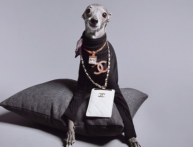 Собака стала модным блогером и иконой стиля