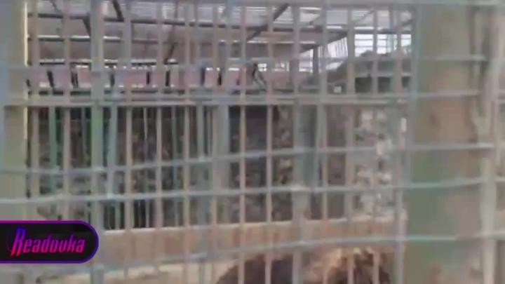 Апеннинский бурый медведь. Продолжительность жизни медведя в природе. Бурый медведь описание. Медведь живет лет. Сколько лет живут медведи бурые.