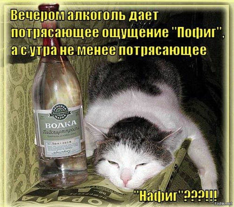Тогда будем пить. Пьяные коты. Прикольные открытки про выпивку.