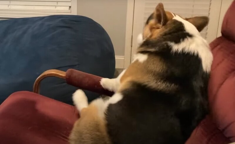 Пёс научился раскачиваться в кресле-качалке