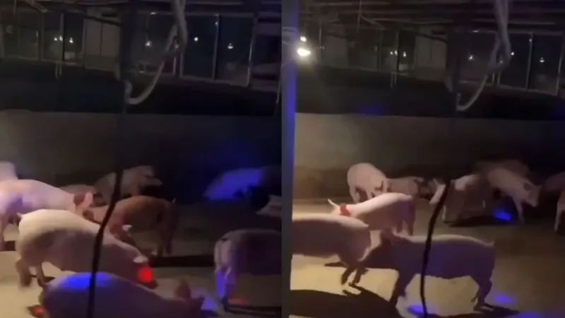 Китайский фермер устроил дискотеку для своих свиней