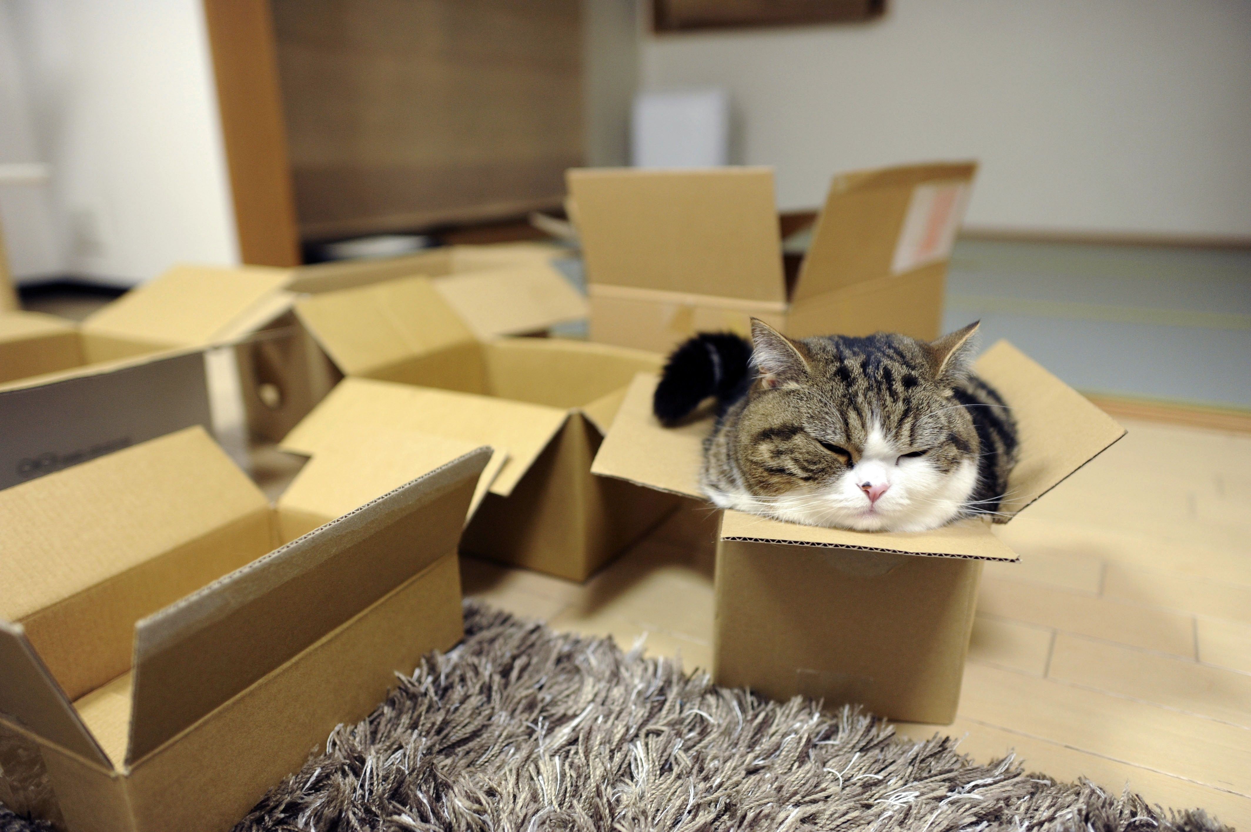 Кот в коробке. Кошка в картонной коробке. Котики в картонных коробках. Смешные котики в коробке.