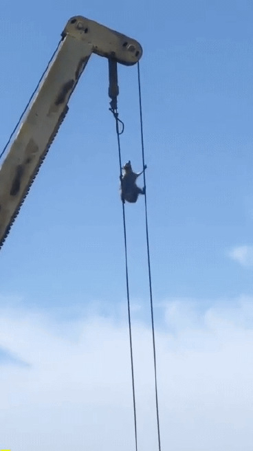 Не кочегары мы не плотники, да