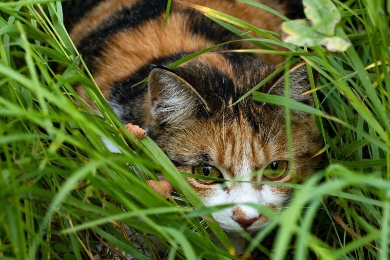 10.	Зелёная трава и яркая кошка