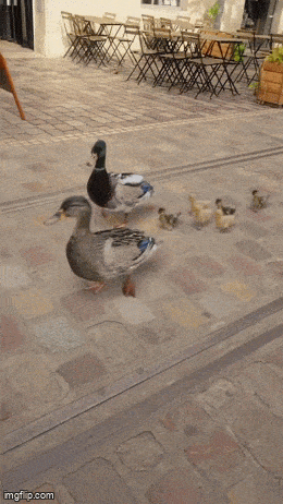 Всем семейством в кино