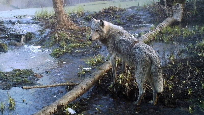 Мутировавшие волки из Чернобыля обладают иммунитетом к раку