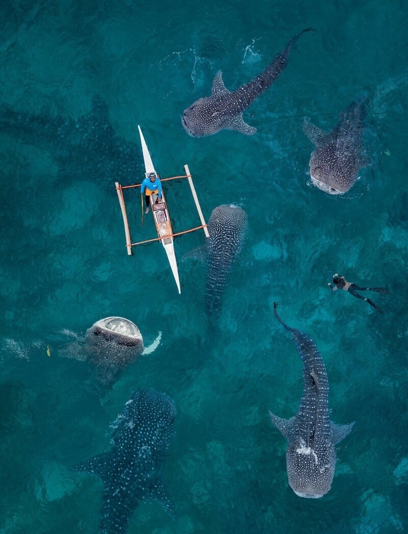 8. Китовые акулы на Филиппинах