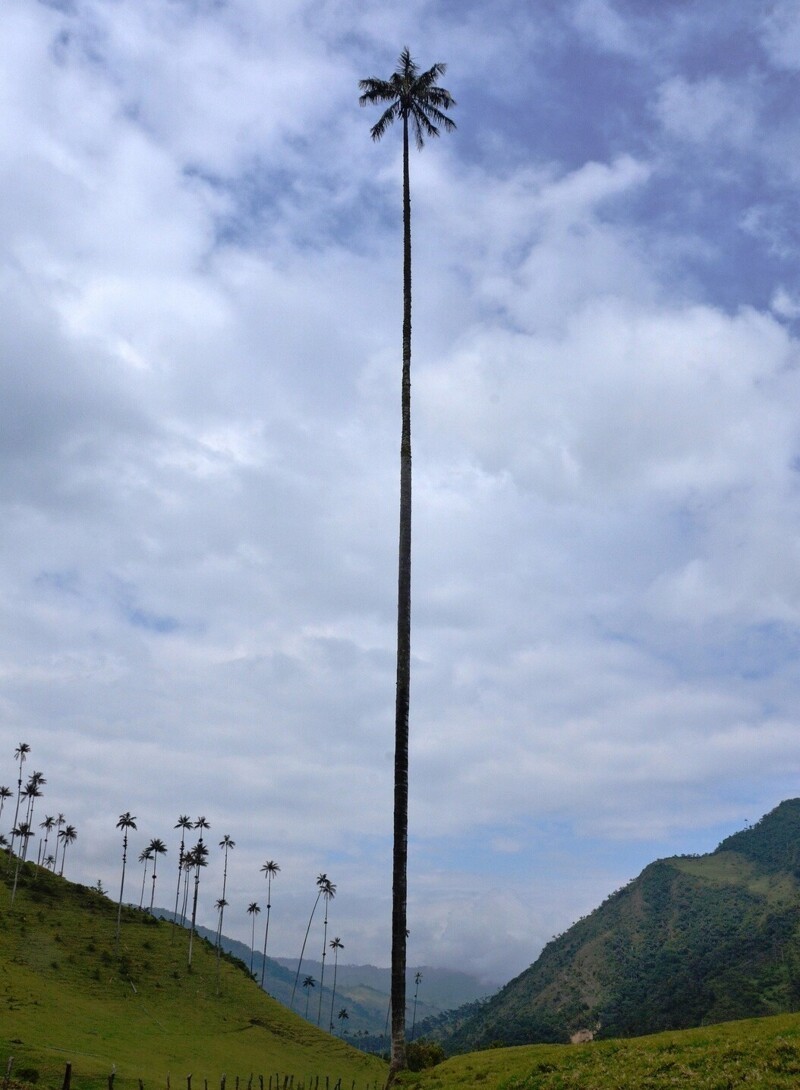 2. Самая высокая пальма в мире Ceroxylon quindiuense, Киндиойская восковая пальма. Является национальным деревом Колумбии