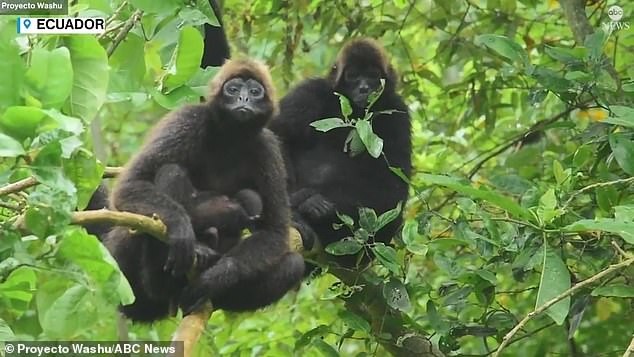 Зоозащитники впервые задокументировали роды паукообразной обезьяны в дикой природе