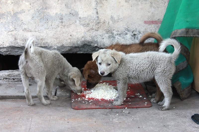 Астраханские власти предложили штрафовать жителей за кормление домашних животных