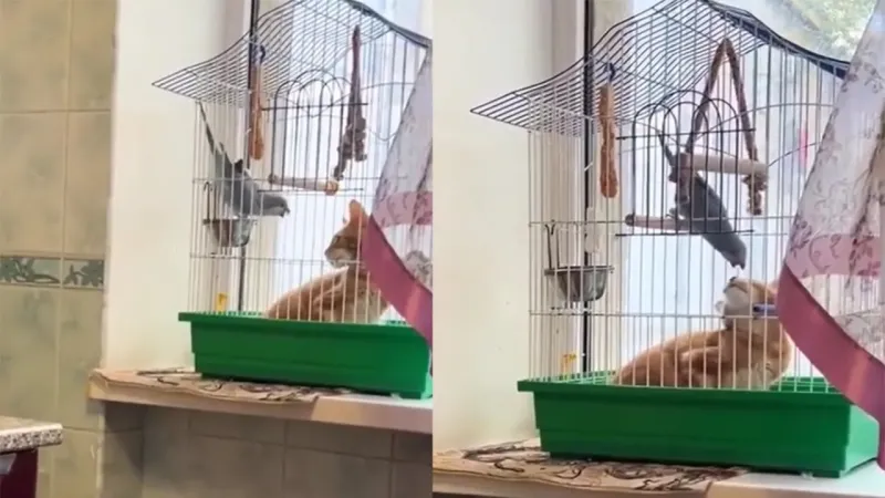 Попугай пытается выгнать наглого кота из клетки