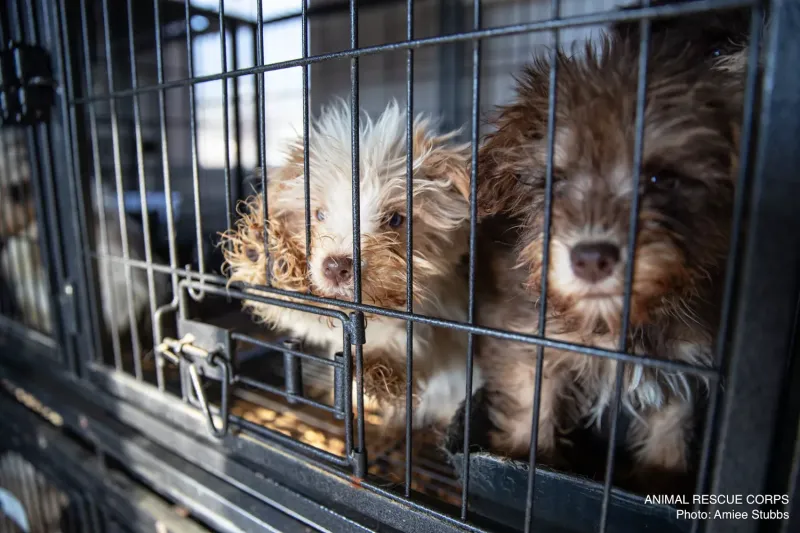 Полиция спасла 150 собак из рук жестоких заводчиков