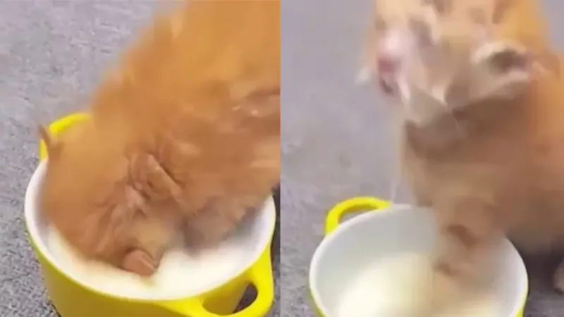 Как вкусно: котёнок нырнул в миску с молоком с головой