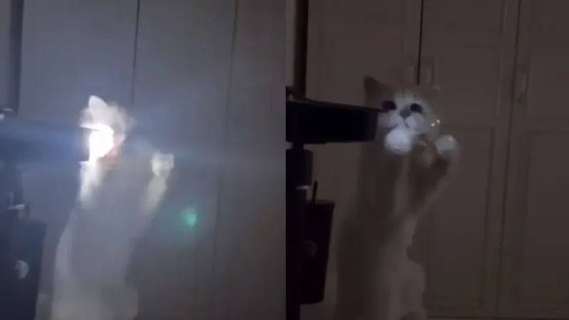 Кот решил попробовать свет от проектора на вкус