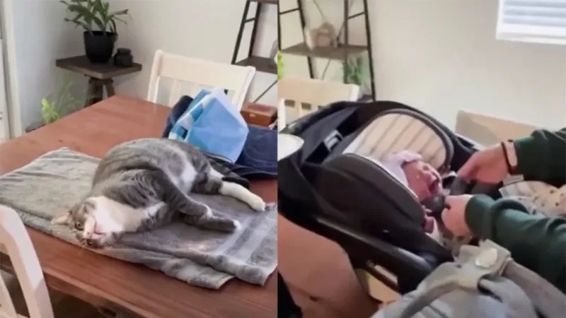 Кот устал слушать плач младенца