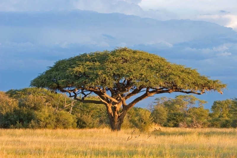 28. Деревья акации в Африке общаются друг с другом. Они выделяют газы, чтобы предупредить другие деревья о необходимости выработки токсина танина, который защищает их от голодных животных